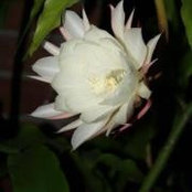 Photo de Dana Sheikh