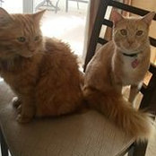 Celina Hrabanek's photo