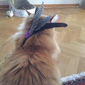 Solweig Gustafsson's photo