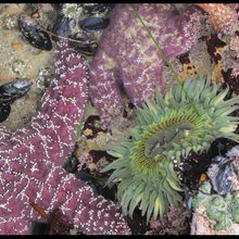 Bedroom Tidepools