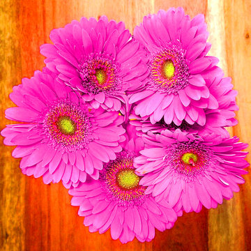 Fresh Gerbera Daisies