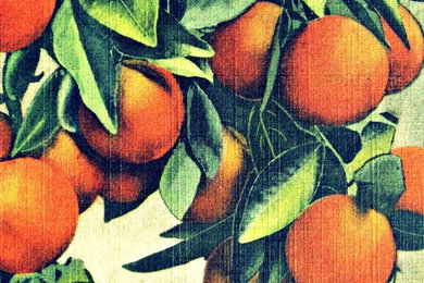 Oranges Art Print, vintage botanical art, Kitchen Decor, tropical decor, Kitche