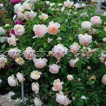 Back Gardens - Roses