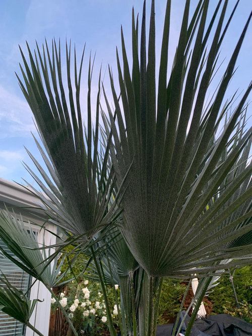 Can I regrow this tree from a cutting?