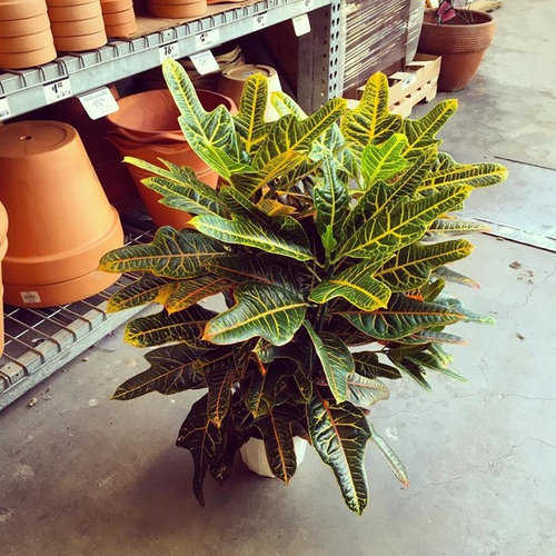How to encourage vertical growth in a croton plant.