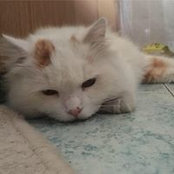 Foto von Izzati Suandi