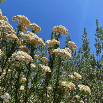 DSMA Planting