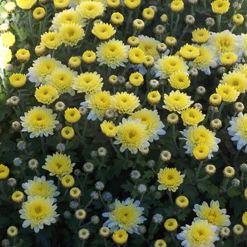 MUMS!  Adding color to the fall gardens...4-6 more weeks of color!