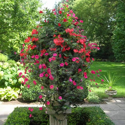 Spring Rotations - Plants