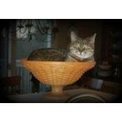 Diane DeHeer's photo