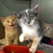Rene Hersey's photo