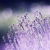 Judith Vega's photo