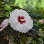 Suzanne Holden's photo