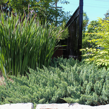 Front Yard 18