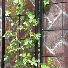 Living walls