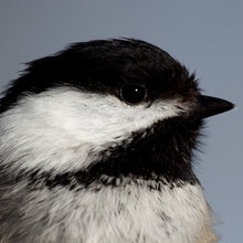 Chickadees