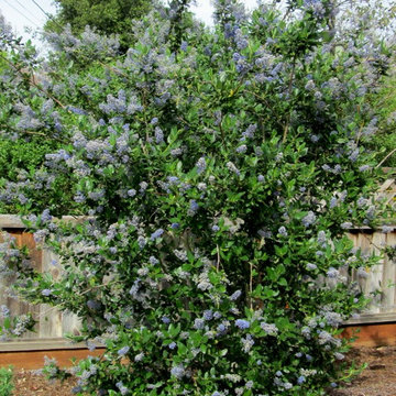 Baker Family Farmouse California Native Garden
