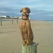 Photo de Sit Happens
