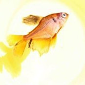 David Markham-Gessner's photo
