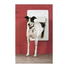 for dogs