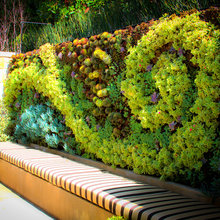 Landscape Ideas