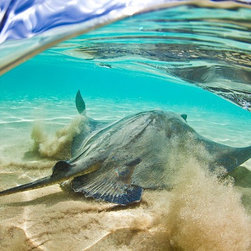 South Coast Stingray by Joel Coleman - Photographs