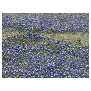 "A profusion of Bluebonnets, in a field in Boerne, TX" Paper Art, 34"x26"