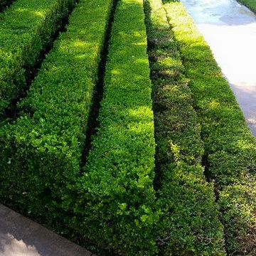 Amazing Hedges & Driveways