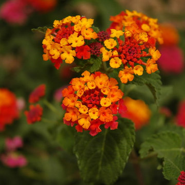 Drought Tolerant Plants