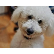 Bok Poodle's photo