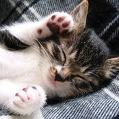 Cynthia Cavo's photo