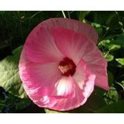 Barbara Chivinski's photo