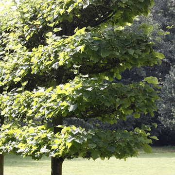 arbres palissés