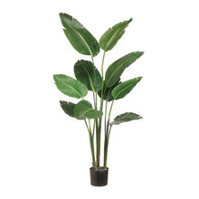 Plants