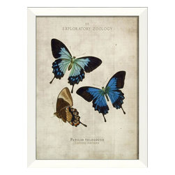 The Artwork Factory - Papilio telegouus Butterfly Framed Artwork - Prints And Posters