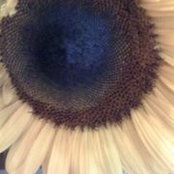 Andrea Fleuryさんの写真