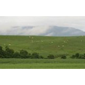 Susann Treston's photo