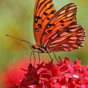 Gene Phillips's photo