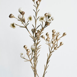 Honeywort in gold - Prints And Posters