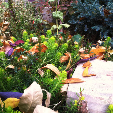 Residential Garden, Louisville, Est. 2006