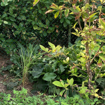 giardino con aiuole di erbacee a mezzo sole