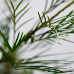 Decor - Plants - Avoca Weekender - Avoca Beach House at Avoca Beach - Plants