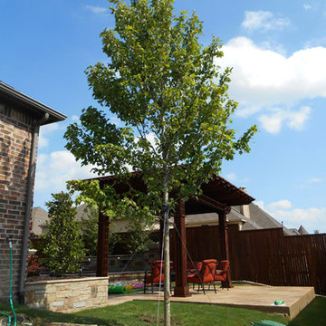 October Glory Maple Tree