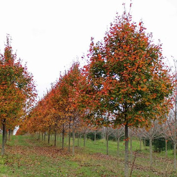 Fall Color Fun