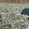 Dog and Dog OR Dog and Coyote?