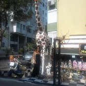 Nino Beriashvili's photo