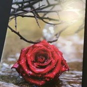 Foto de Frieda Großmann
