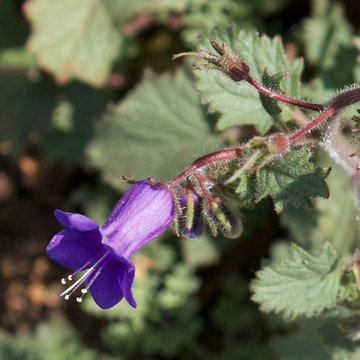 Phacelia Minor