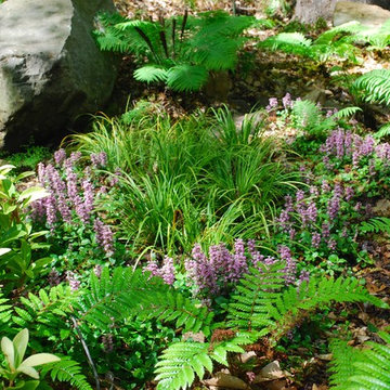 Japanese-inspired fern garden