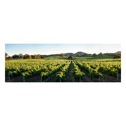 Douglas Page Photographic Arts - Wine Country Vineyard Hills, Canvas Giclee, 60"x20" - Prints And Posters